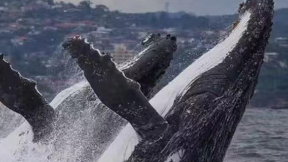 Gold Coast Whale Watching - Sea World - 2.5 Hour Whale Watching Cruise