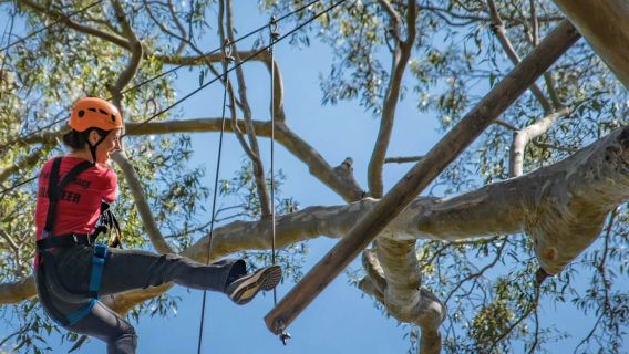 Western Sydney: Treetops Adventure