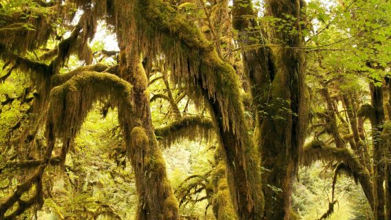 Olympic National Park: All-Inclusive Small Group Day Trip from Seattle