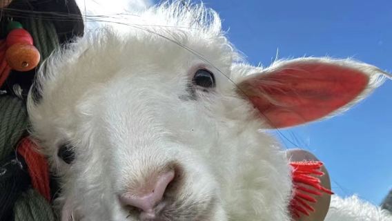 Tour di un giorno a Lijiang, Gola del Salto della Tigre e Shangri-La, senza visite ai negozi, puro divertimento.|Giro del Lago Napa|Banchetto del Tusi