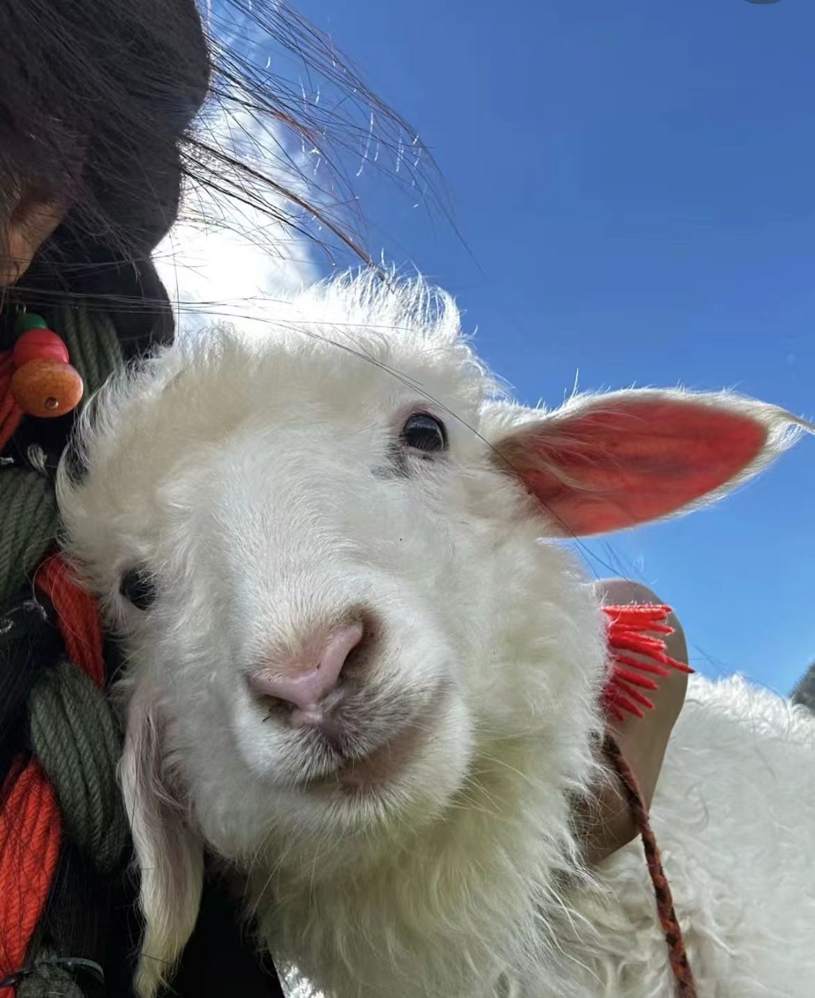 ทัวร์ 1 วัน ลี่เจียง + หุบเขาเสือกระโจน + แชงกรีลา ไม่เข้าห้าง ชัวร์เที่ยวจริง|วนรอบทะเลสาบนาปาหล่าย|โต๊ะจีน