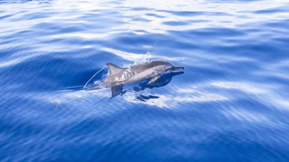 Mauritius dolphin watching cruise and Casela Nature Parks admission
