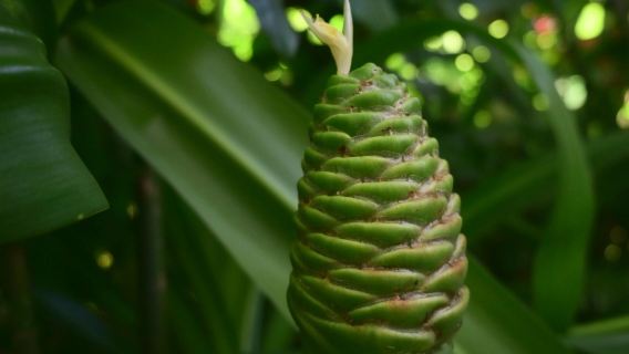 ทัวร์วันเดียว/ทัวร์หลายวัน อุทยานสัตว์ป่าเขตร้อนและภูเขาไฟไหโข่วทั่วโลกพร้อมบริการภาษาอังกฤษและภาษาจีน