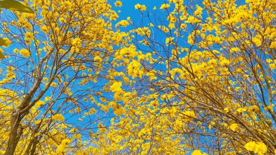 私家小團上門接駁|惠州西湖+東坡祠+羅浮山風景名勝區一日遊