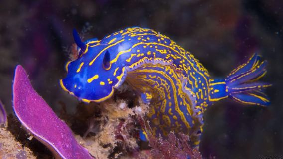 Lagos: escursione subacquea guidata per principianti