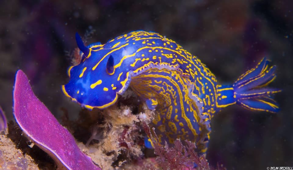 Lagos: Geführter Tauchausflug für Anfänger