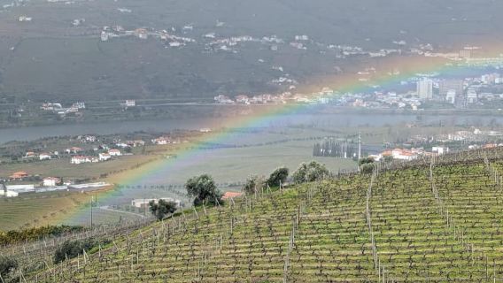 Da Porto: 2 regioni vinicole, pranzo dalla fattoria alla tavola e barca