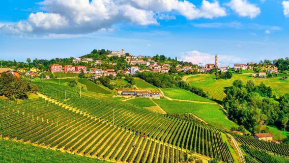 Dari Milan: Wilayah Barolo dan Truffle dengan Rasa Wain