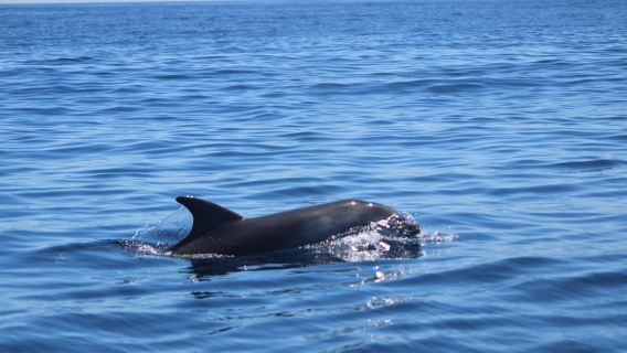 Faro: Fantastische Delfinbeobachtungs-Bootstour