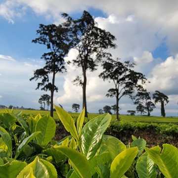 Tigoni：電動單車之旅