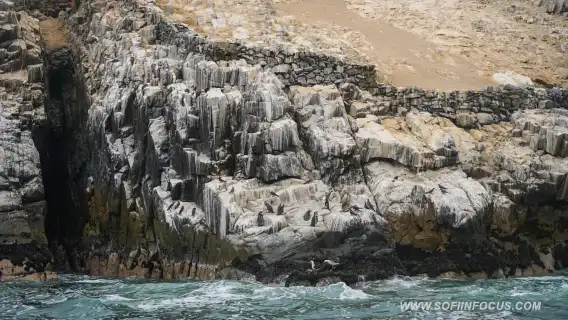 Callao: ว่ายน้ำกับสิงโตทะเล ทัวร์เรือเกาะปาโลมิโน