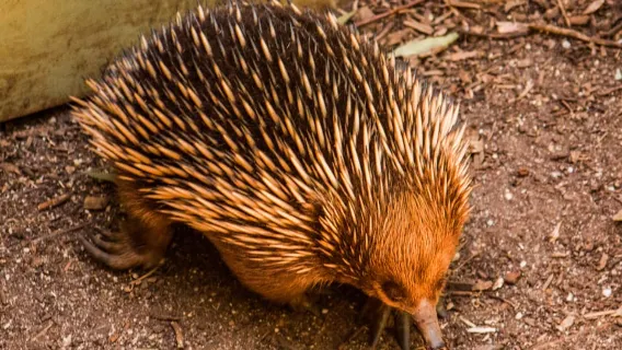 Melbourne: Puffing Billy & Healesville Sanctuary Scenic Tour