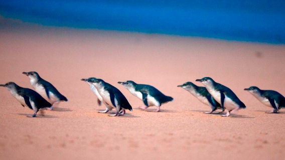 tur gabungan ( Bahasa Inggris) - Harap tanyakan untuk jadwal grup - Termasuk Moonlight Zoo