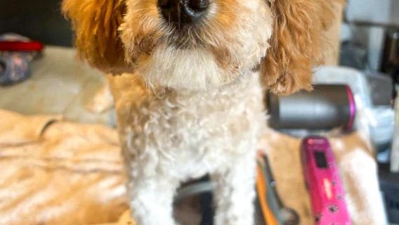 Boarding for New Dogs, with free 30 minute intake appointment - 12 Days