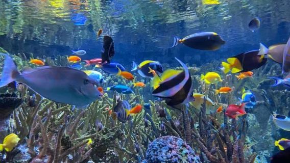 美國波士頓新英格蘭水族館+富蘭克林動物園【親子時光】