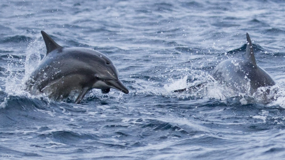 [Шри-Ланка, Коломбо] +экскурсия по наблюдению за китами в Мириссе