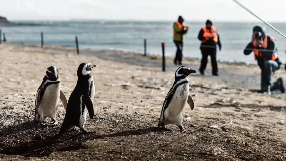 Excursion à la demi-journée à l'Île de Magdalena et à l'Île Marta depuis Punta Arenas, Chili : Marche avec les pingouins
