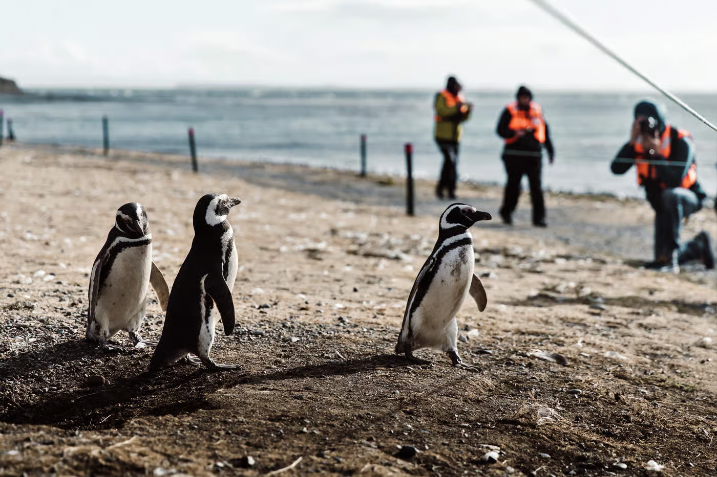 Half-day Tour to Magdalena Island and Marta Island from Punta Arenas, Chile - Walk with Penguins