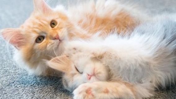 Eintrittskarte für den Katzen-Café MOCHA (inkl. Getränk) – Shibuya Center Street Filiale