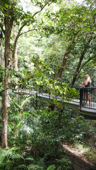 Cairns Daintree Rainforest Mossman Gorge Cultural Centre + Cape Tribulation + crocodile cruise 1-day tour [English in-depth tour]