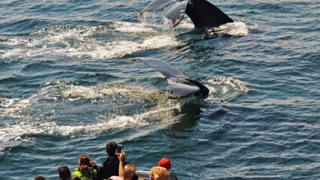 Tur Kapal Pesiar Kota New England Aquarium untuk Melihat Paus di Boston, Amerika Serikat