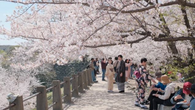 Fukuoka, Japan: Private chartered tour to Maizuru Park and Nokonoshima Island Flower Park