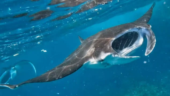 3-hr diving and snorkeling experience in Nadi, Fiji [guided snorkeling at Fiji's Manta reef + round-trip hotel transfer from city area]