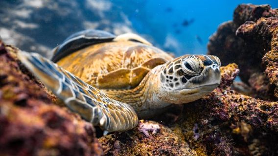 Tour privado de snorkel en Los Cabos a la bahía de Chileno y la cala de Santa María