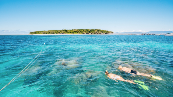 Experiencia de buceo y snorkel en la isla Green de Cairns, Australia (4-8 horas) [Excursión de un día a la isla Green con snorkel y barco con fondo de cristal | Media jornada/jornada completa]