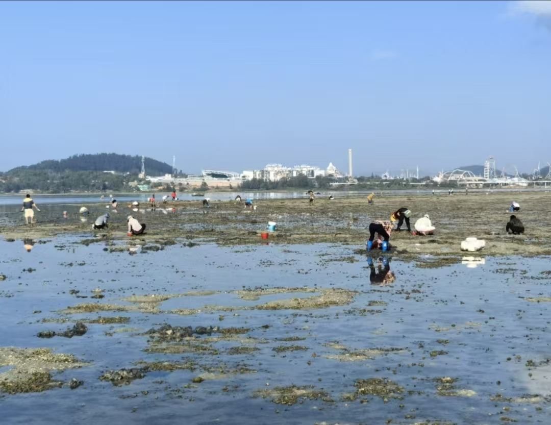【陵水黎安趕海】原生態趕海 本地專業領隊帶隊保證安全 提供趕海工具 收穫帶走