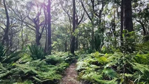 Lawatan Sewa Peribadi di Sydney: Lawatan Sehari Klasik ke Mercu Tanda Bandar