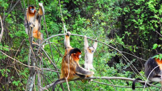 1-day tour to Jiuzhaigou Golden Monkey Valley - includes admission ticket + sightseeing bus - round-trip transfer to Jiuzhaigou attraction