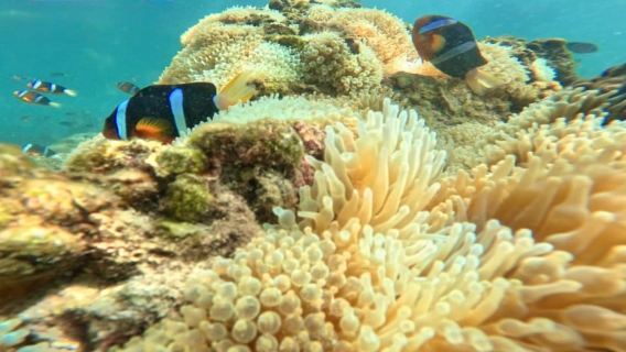 Hong Kong Sai Kung NEMO Clownfish Snorkeling Tour