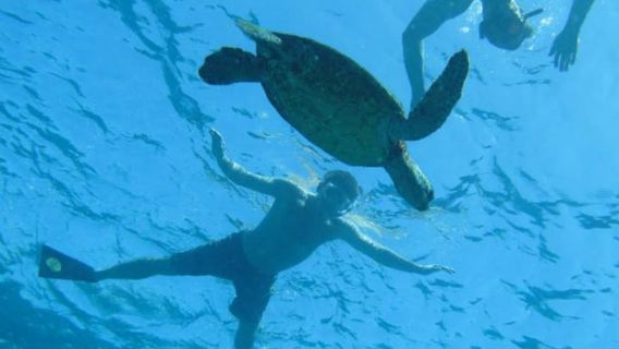 Big Island: Captain Cook Sightseeing & Snorkel Expedition
