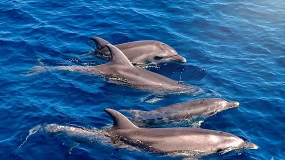 Olbia: Dolphin Watching Boat Tour & Snorkeling Figarolo