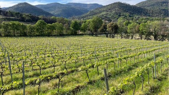 Grimaud: Horseback Riding & Wine Tasting in Maures Forest