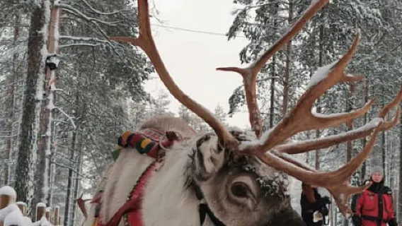 Rovaniemi: Weihnachtsmann treffen, Rentierschlittenfahrt & Huskys