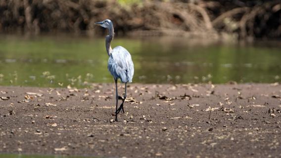 Tamarindo Estuary: Kayak Monkey Tour