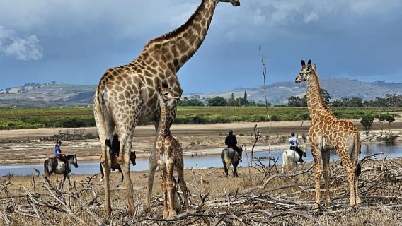 Stellenbosch: Horse Riding Wildlife Safari