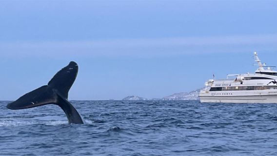 Excursión para avistamiento de ballenas en Tromso, Noruega: viaje en barco para buscar ballenas jorobadas y orcas, si no se ven, viaje gratis de nuevo