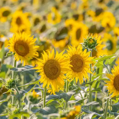 フランス・アルルのひまわり畑+ゴッホカフェ+ポン・デュ・ガール+レ