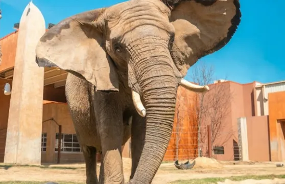 托萊多動物園及水族館入場門票長者