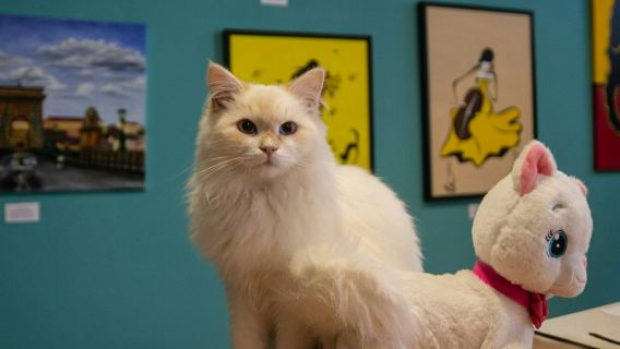 Cat Museum Budapest: Entry Ticket + Audio Guide