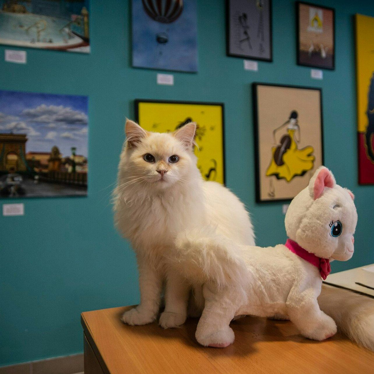 Cat Museum Budapest: Entry Ticket + Audio Guide