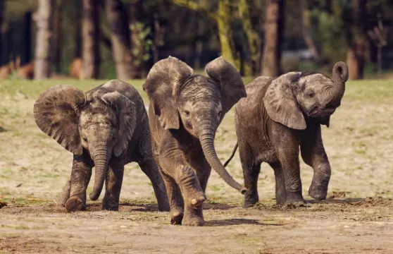 比克塞貝亨野生動物園成人