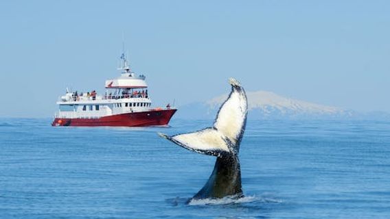 ReykjavikExperiences
