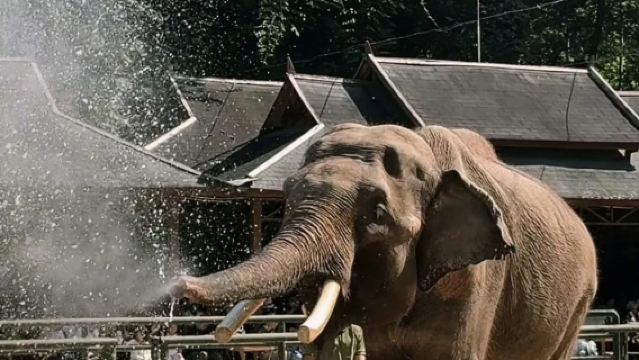 西雙版納野象谷+西雙版納傣族園一日遊【邂逅亞洲象+潑水狂歡】
