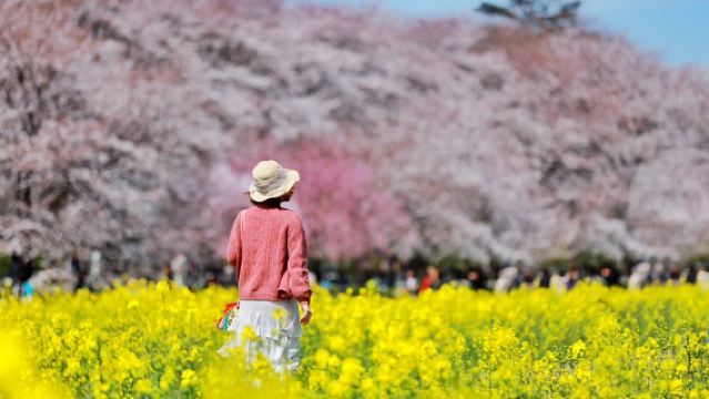 사쿠테 곤겐도 벚꽃 제방, 가와고에시, 미츠이 아울렛, 벚꽃과 유채꽃이 어우러진 아름다운 풍경
