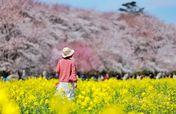 幸手權現堂櫻堤,小江戶川越,三井奧萊,櫻花與油菜花同框美景