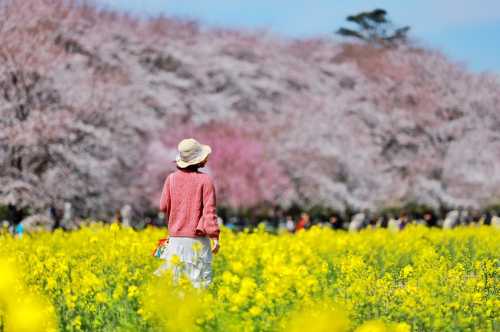 幸手權現堂櫻堤,小江戶川越,三井奧萊,櫻花與油菜花同框美景